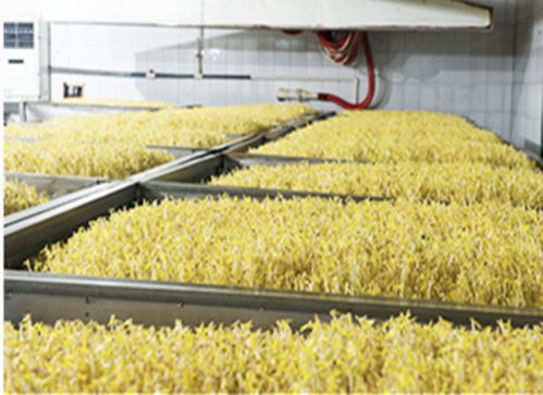 全球产能最大的豆芽生产企业加入河南省外地驻豫经贸机构协会